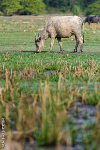 Thai buffalo is grazing in a field