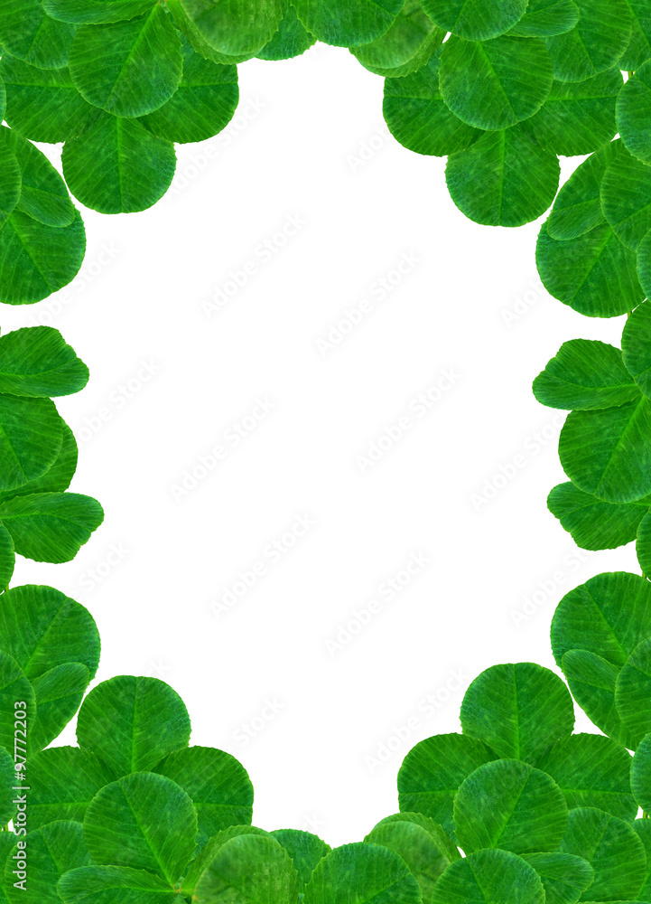 leaf clover on white background leaf clover on white background
