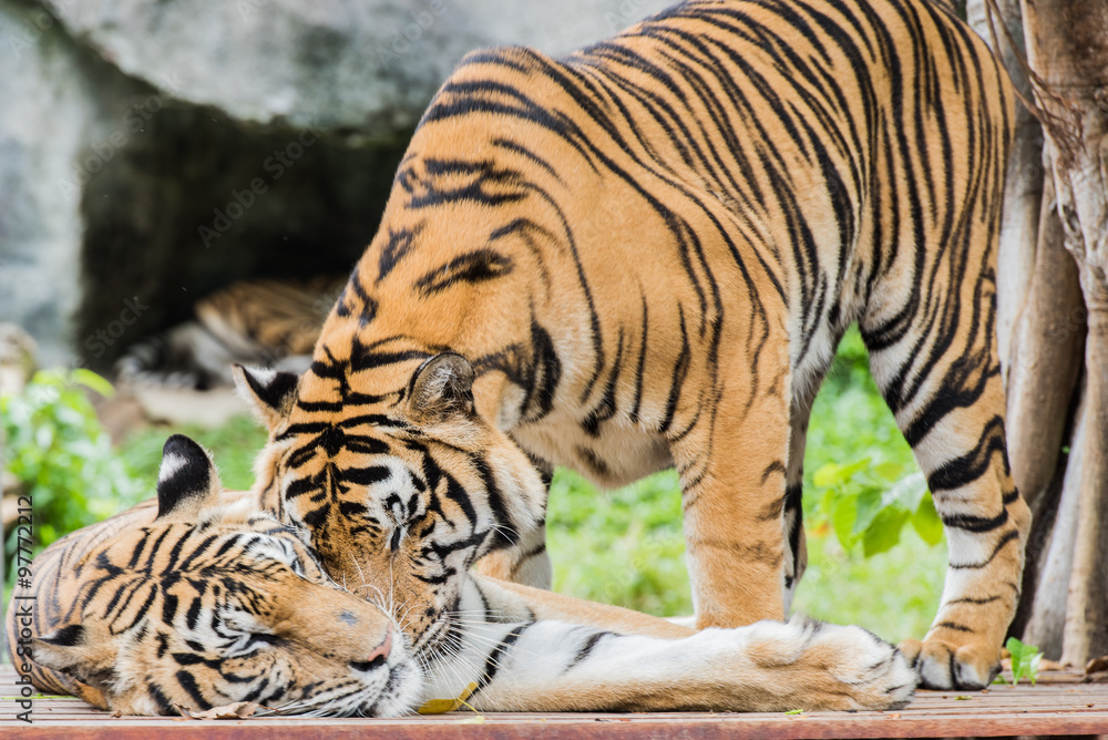 Asian Tiger Asian Tiger