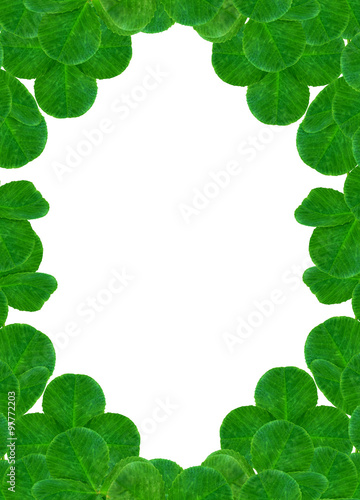 leaf clover on white background