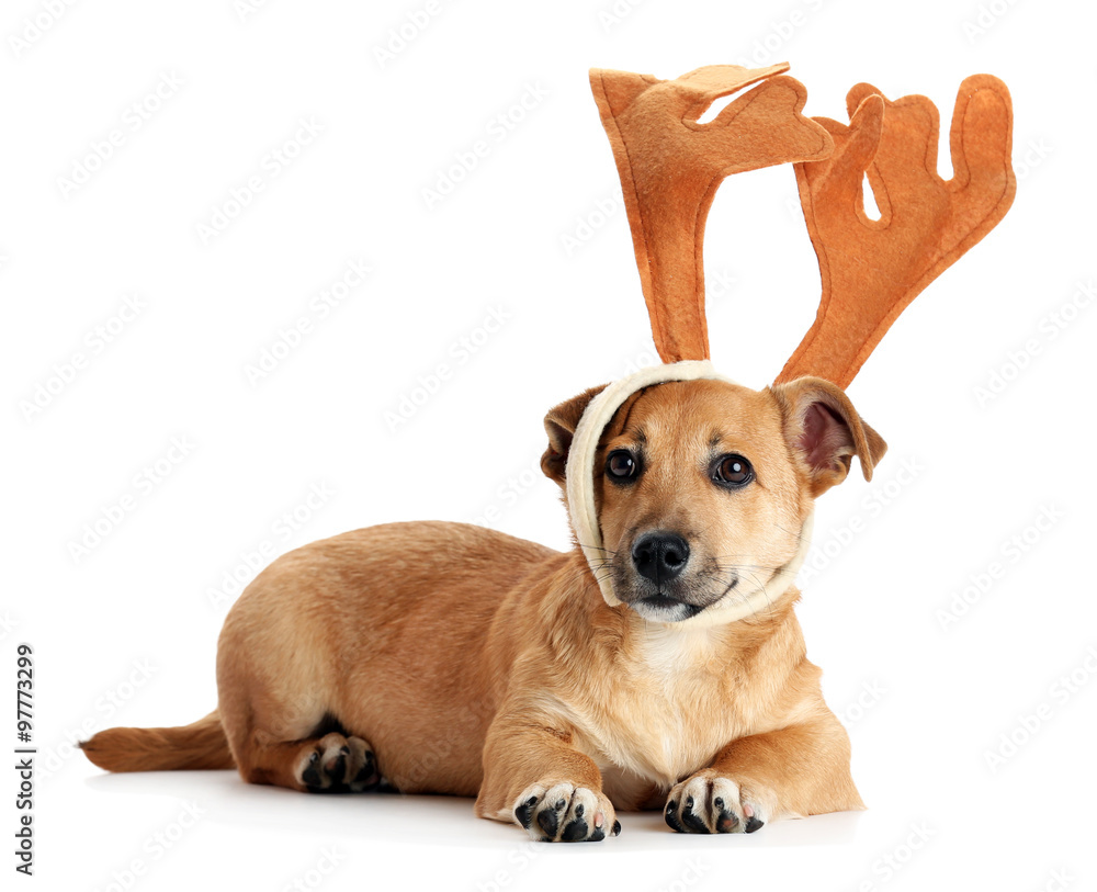 Small funny cute dog with deer horns, isolated on white Small funny cute dog with deer horns, isolated on white