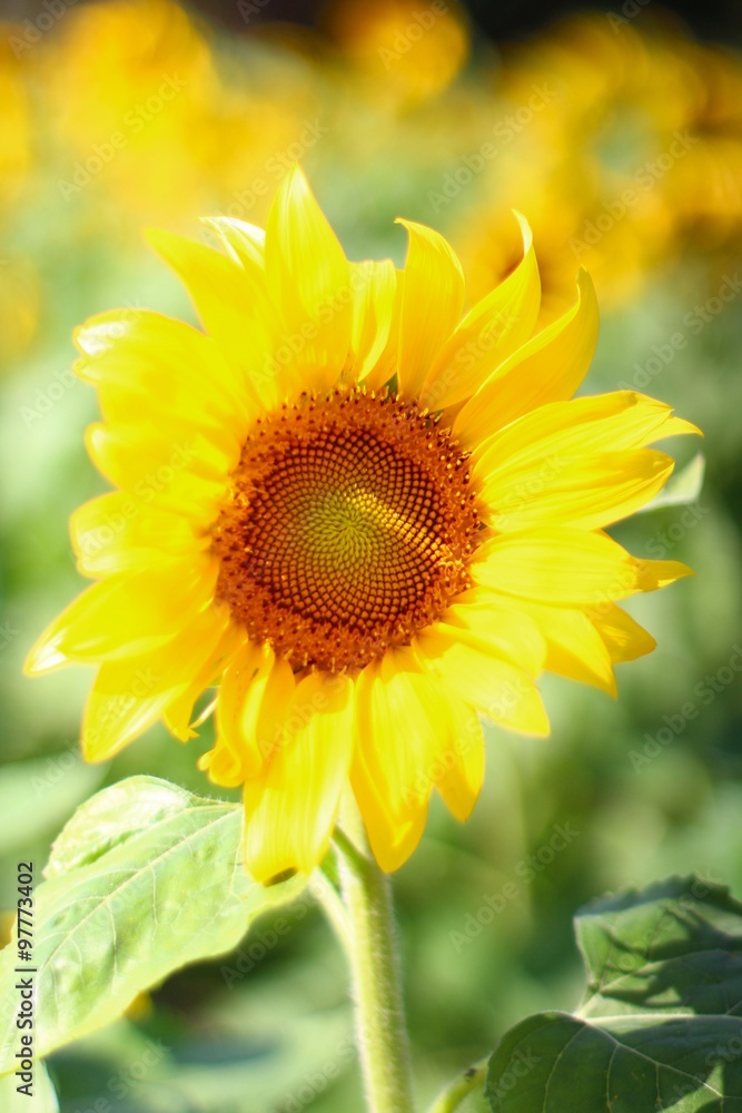 Sunflower garden in doi luang chiang dao at chiangmai thailand Sunflower garden in doi luang chiang dao at chiangmai thailand