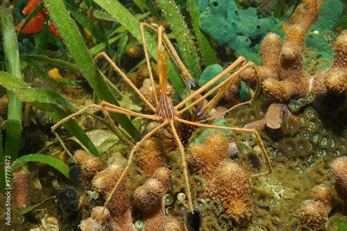 Underwater creature yellowline arrow crab