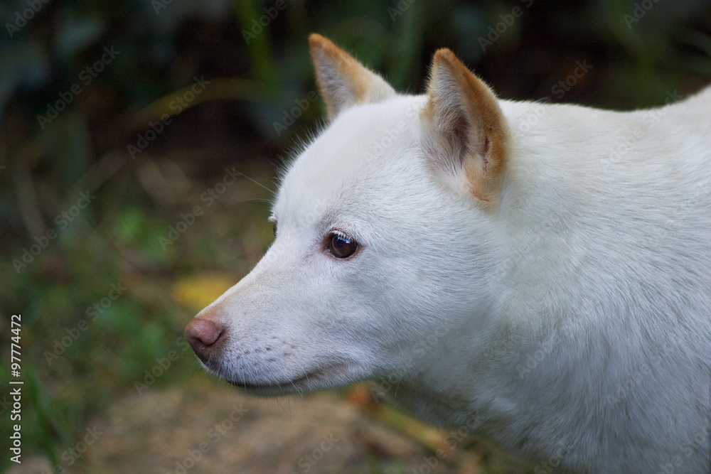 43 Best 北海道犬 Images Stock Photos Vectors Adobe Stock 43 Best 北海道犬 Images Stock Photos Vectors Adobe Stock
