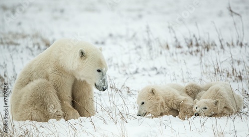 Polar she-bear with cubs. A Polar she-bear with two small bear cubs on the snow.