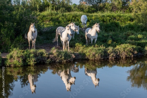 Portrait of the White Camargue Horses reflected in the water.