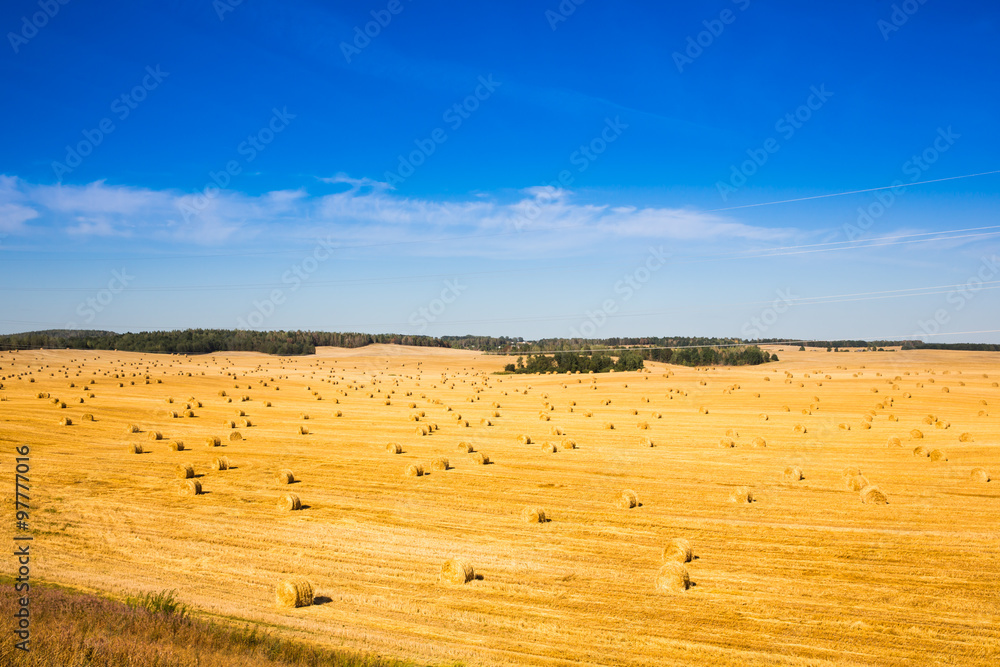 Obraz premium Field after harvest