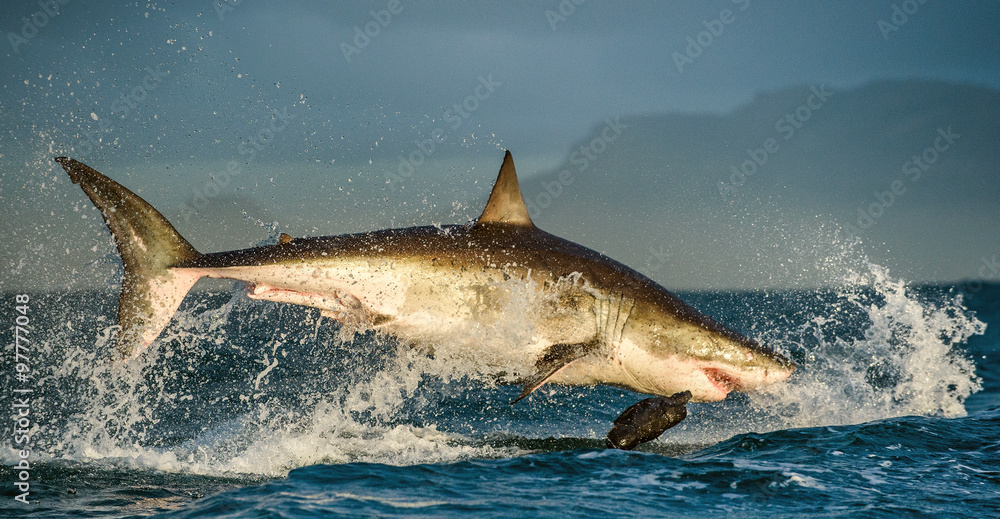 Fototapeta premium Great White Shark (Carcharodon carcharias) breaching in an attack