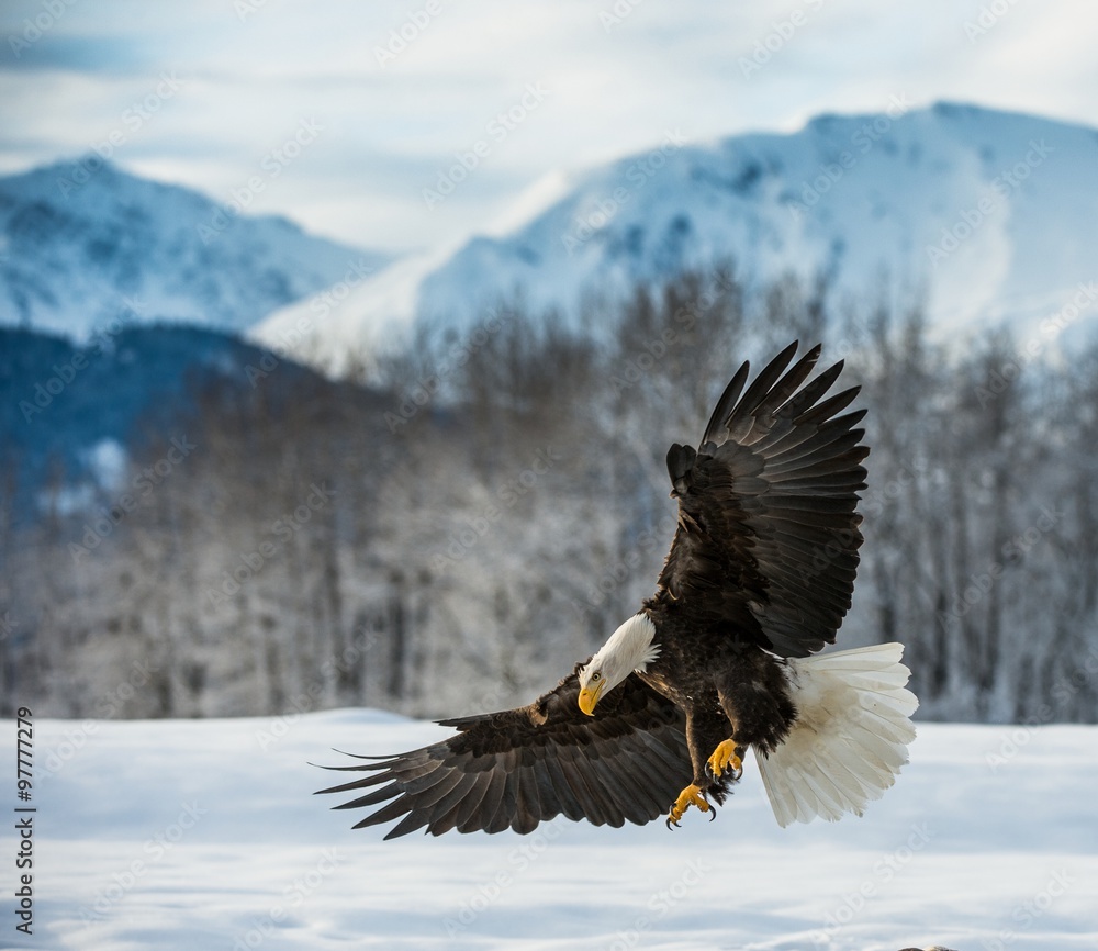 Obraz premium Bielik amerykański (Haliaeetus leucocephalus) wylądował na śniegu