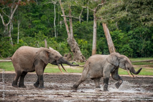 the attacking  Elephant. Forest Elephant  Loxodonta africana cyclotis    forest dwelling elephant  of Congo Basin. Dzanga saline  a forest clearing  Central African Republic