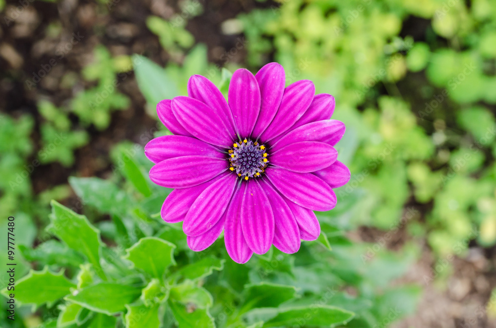 Obraz premium Pink flower