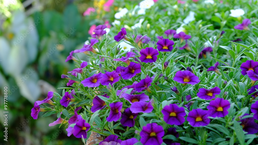 Obraz premium beautiful purple petunia flowers