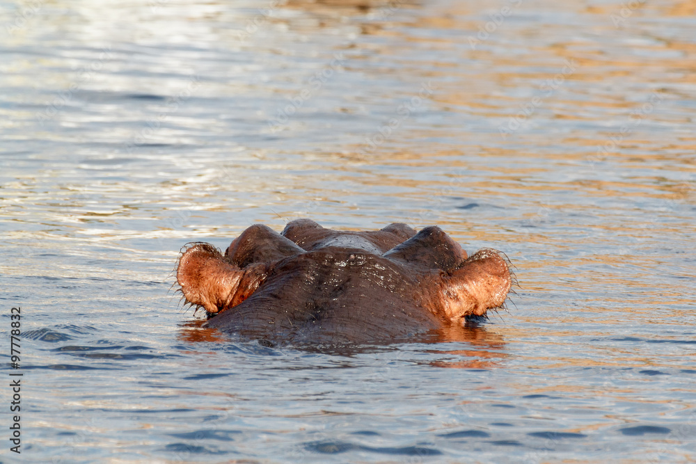 portrait of Hippo Hippopotamus Hippopotamus portrait of Hippo Hippopotamus Hippopotamus
