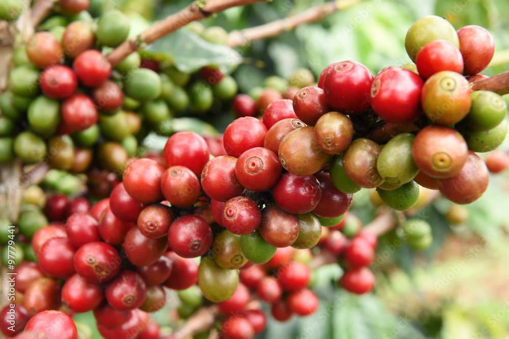 Coffee beans ripening on a tree.
