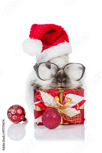 Wallpaper Mural Funny dwarf rabbit with a christmas present, glasses and santa's hat Torontodigital.ca