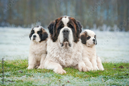 Fotografía Family of saint bernard dogs in winter