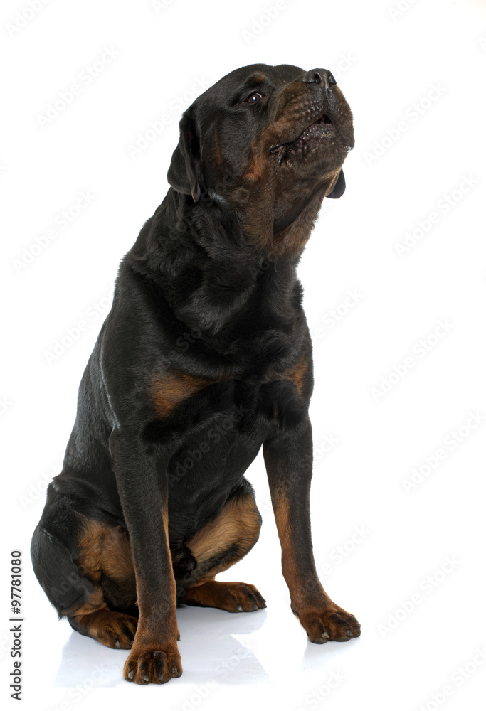Obraz premium purebred male rottweiler