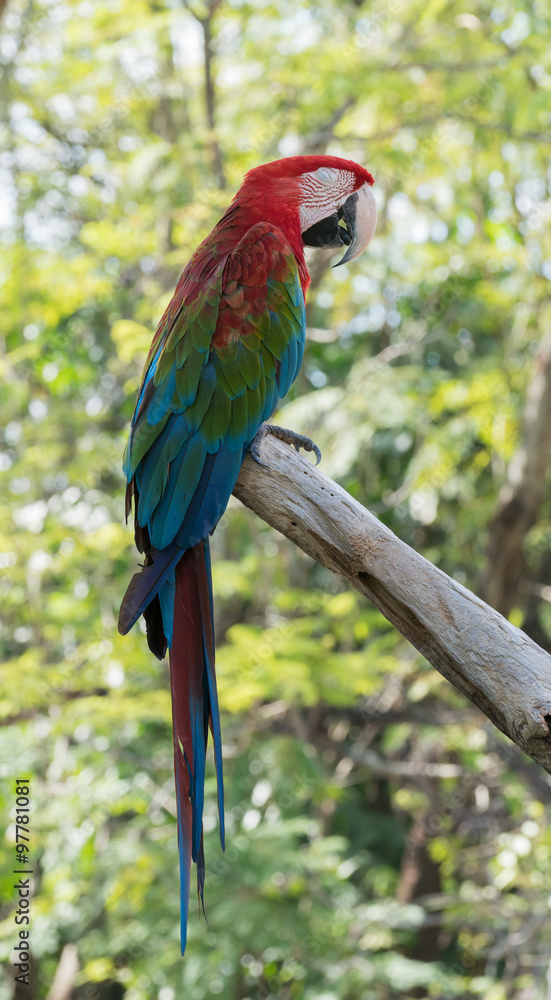 Obraz premium macaw