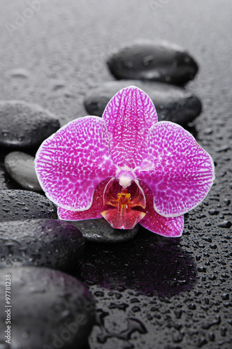 Still life with orchid with pebbles reflection