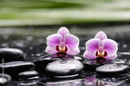 Two orchid with long leaf and stones on wet background