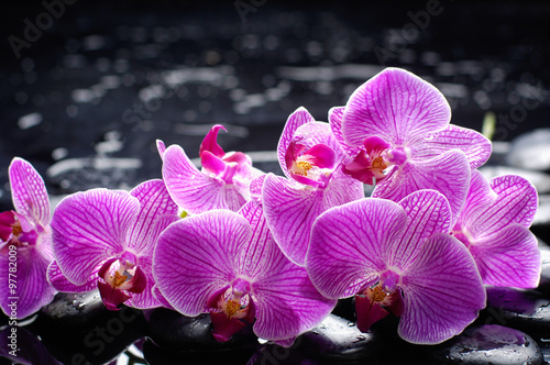  orchid with therapy stones 