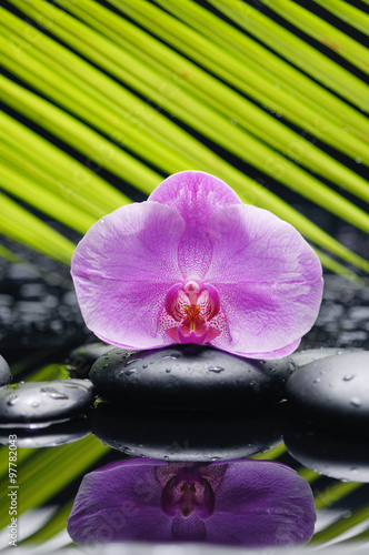 Pink orchid with palm on pebbles on wet background