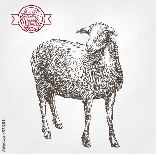 sheep breeding sketch