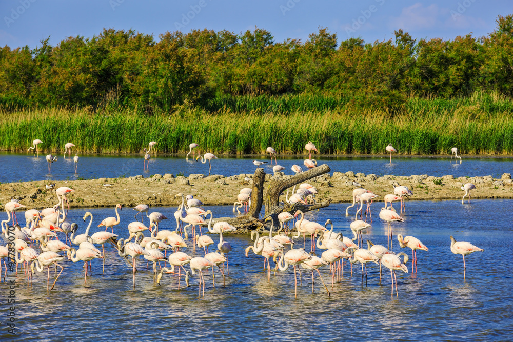 Naklejka premium Flock of pink flamingos in Camargue national park
