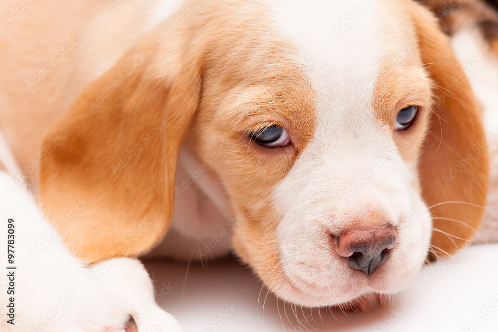 Beagle puppy on white background Beagle puppy on white background