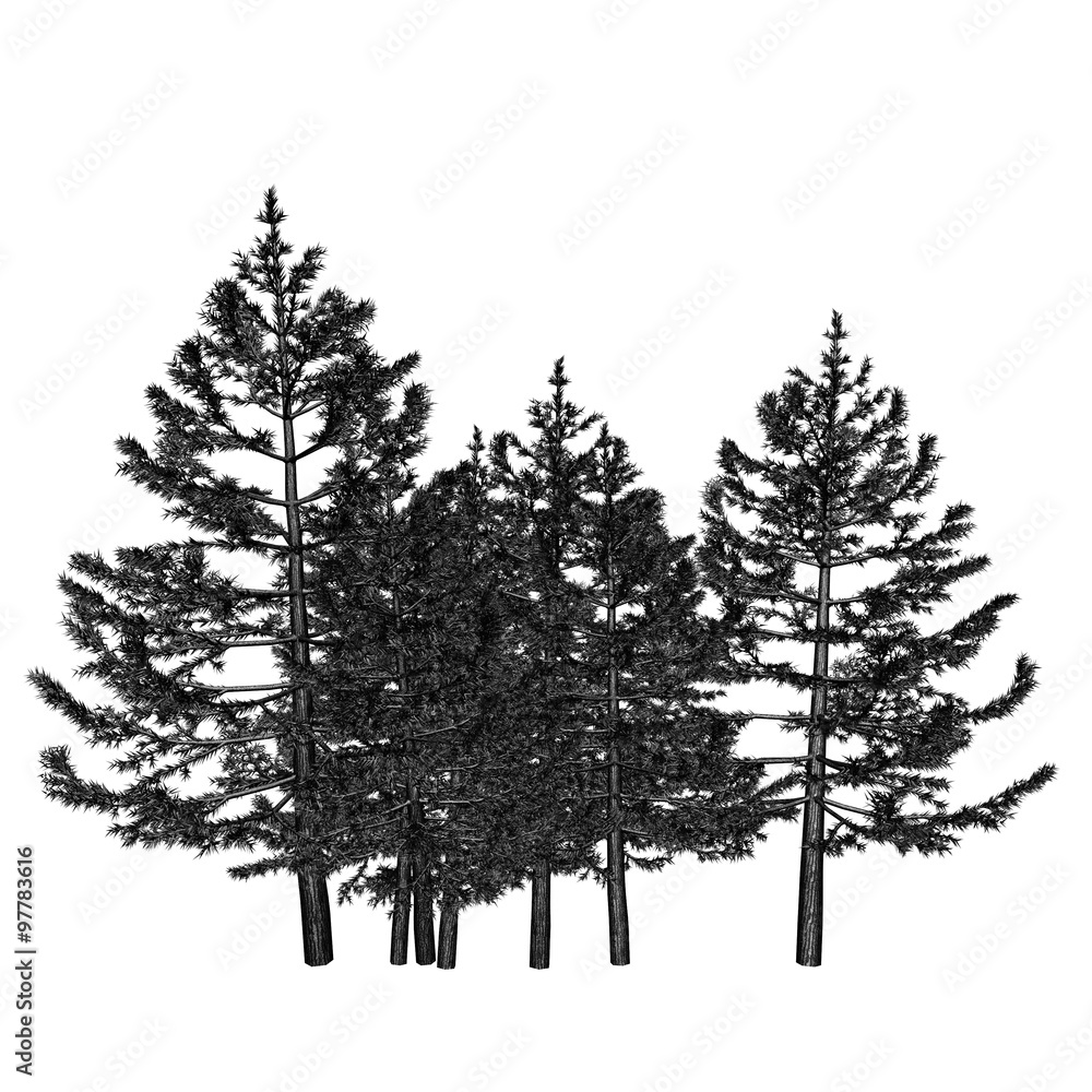 Fototapeta premium Pine