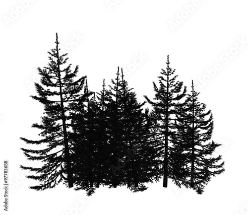 Pine