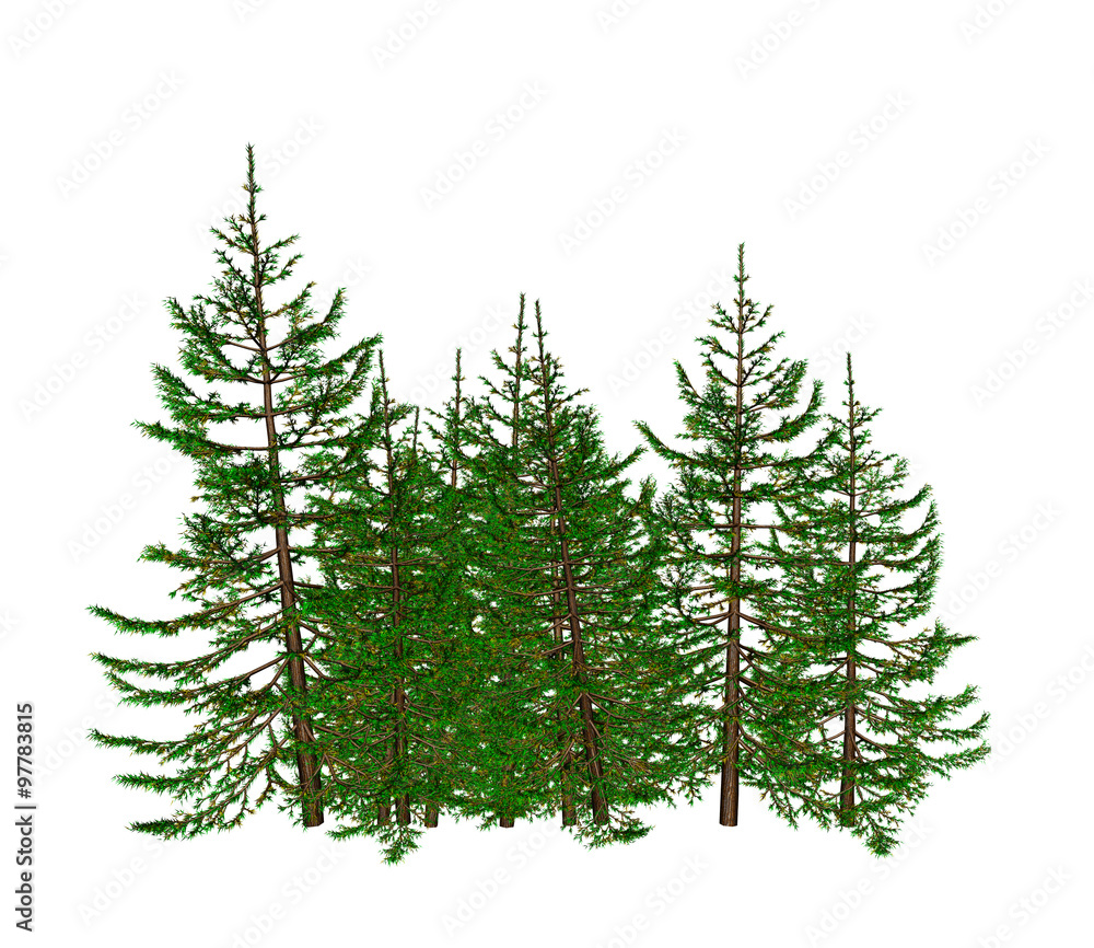 Obraz premium Pine