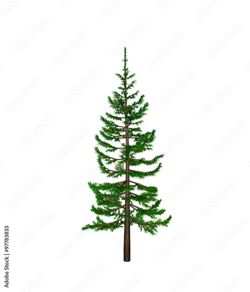 Pine Pine