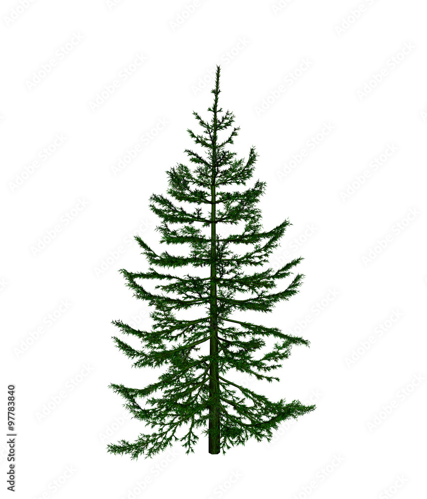 Fototapeta premium Pine