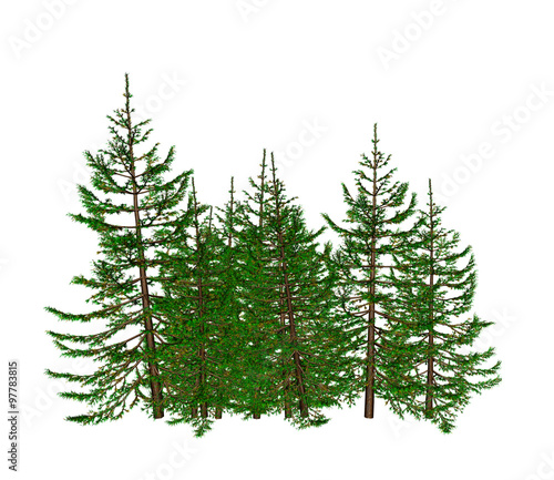 Pine