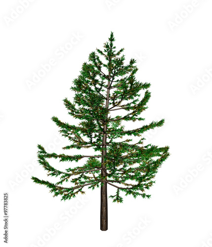 Pine