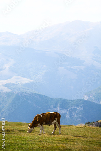 Cow on a field © bizoo_n