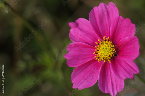 pink cosmos flower close up