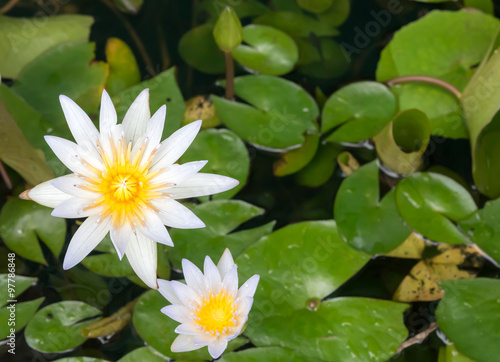 white lotus with leaves