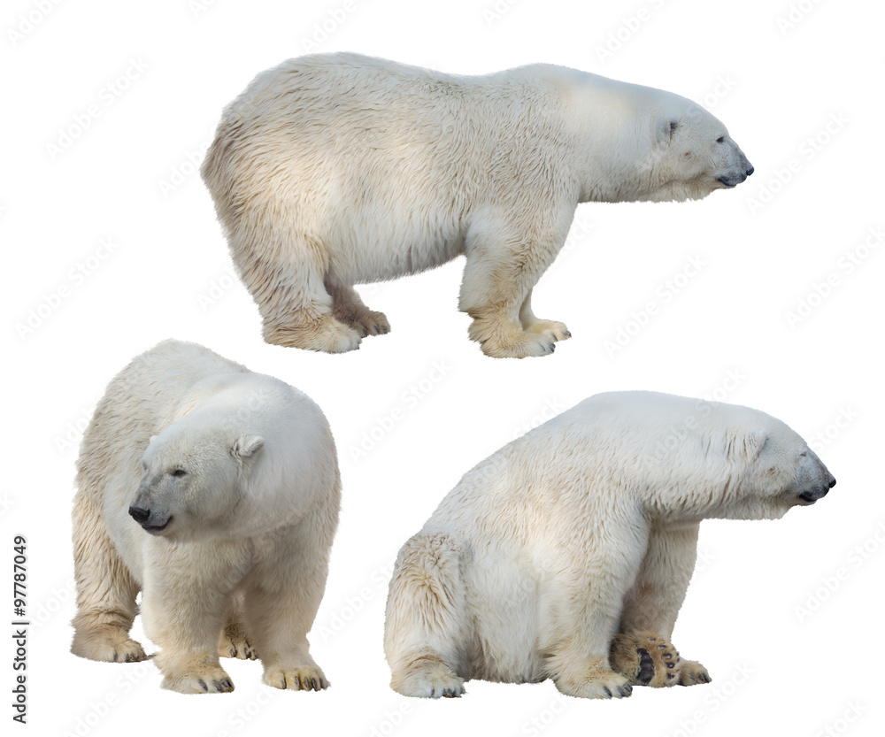 Fototapeta premium set of three polar bears isolated on white