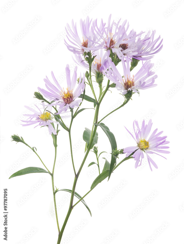 light lilac wild flowers on white light lilac wild flowers on white
