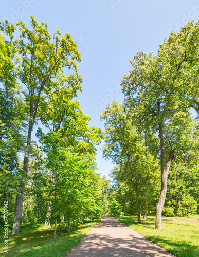 straight footpat between high green trees