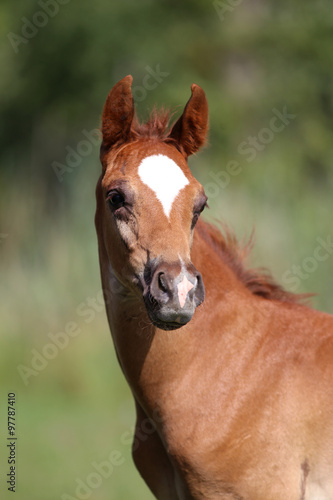 Close up of a cute arabian breed foal