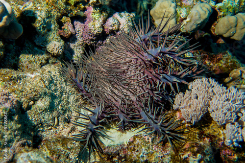 venomous The crown of thorns sea star on reef in red sea