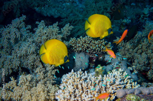 Colorful Fish and corals On Reef  in red sea