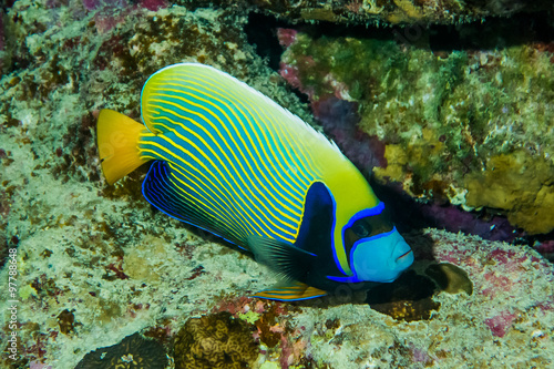 Colorful Royal Angel Fish and corals On Reef  in red sea