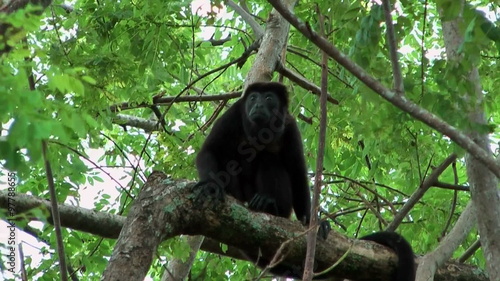 Howler monkey sitting in a tree during strong wind shot in costa rica