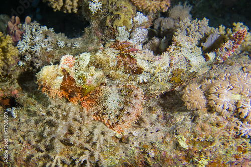 venomous  camouflaged scorpion fish on reef  in red sea