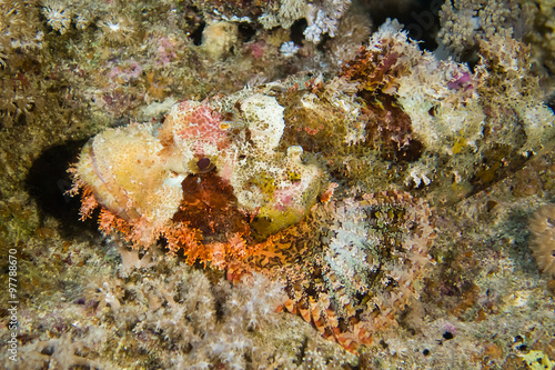 venomous  camouflaged scorpion fish on reef  in red sea