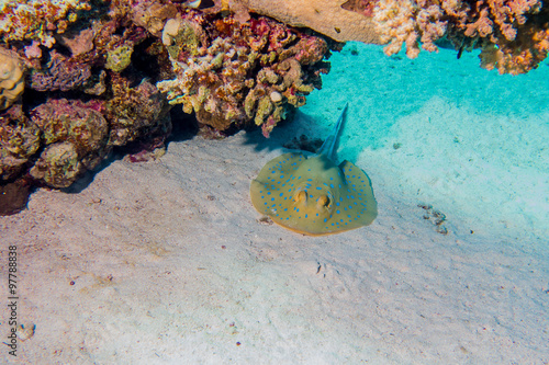 Bluespotted ribbontail ray under corals